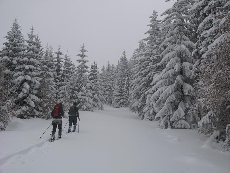 Schneestapfen auf der Forststrae